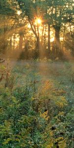 Herbe,Sun,Paysage,Arbres