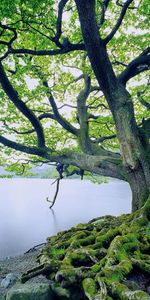 Lacs,Arbres,Paysage