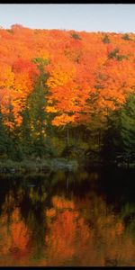 Lagos,Árboles,Otoño,Paisaje