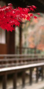 Landscape,Trees,Leaves