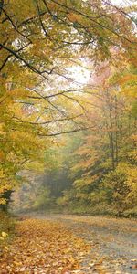 Paysage,Feuilles,Arbres