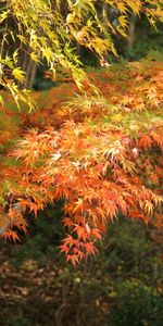 Landscape,Trees,Leaves,Autumn