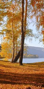 Осень,Пейзаж,Березы,Деревья,Листья