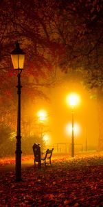 Landscape,Trees,Leaves,Night,Streets