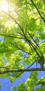 Landscape,Trees,Leaves,Sun