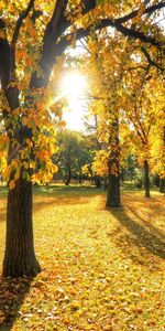 Paisaje,Árboles,Otoño,Hojas,Sol