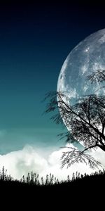 Arbres,Lune,Paysage