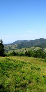 Arbres,Montagnes,Paysage