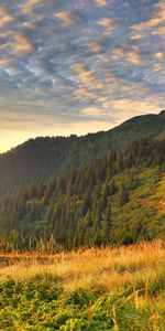 Arbres,Montagnes,Paysage