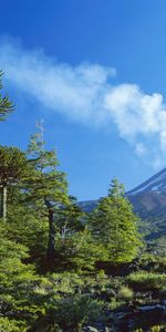 Paysage,Arbres,Montagnes