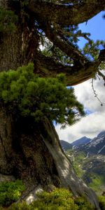 Landscape,Trees,Mountains