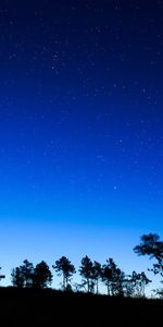 Paysage,Arbres,Sky,Nuit,Lune