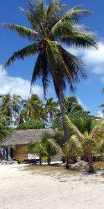 Palms,Arbres,Paysage