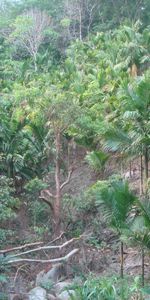 Arbres,Palms,Paysage