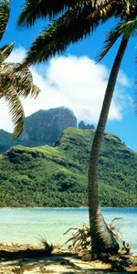 Arbres,Paysage,Palms