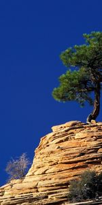 Landscape,Trees,Pine