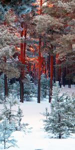 Landscape,Trees,Pine,Snow