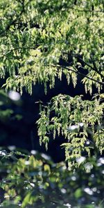 Landscape,Trees,Plants