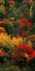 Landscape,Trees,Plants,Nature