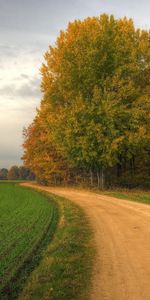 Landscape,Trees,Roads