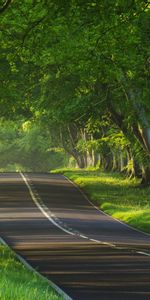 Landscape,Trees,Roads