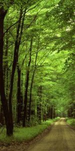 Landscape,Trees,Roads