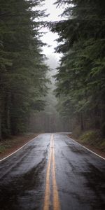 Landscape,Trees,Roads