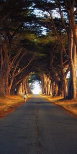 Landscape,Trees,Roads