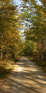 Landscape,Trees,Roads