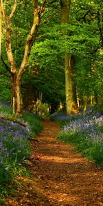 Landscape,Trees,Roads