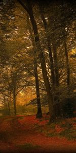 Landscape,Trees,Roads