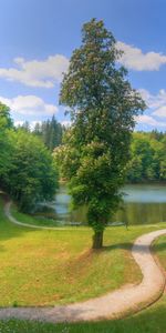 Landscape,Trees,Roads