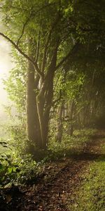 Landscape,Trees,Roads