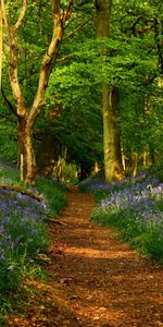 Arbres,Routes,Paysage