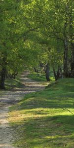 Árboles,Paisaje,Carreteras