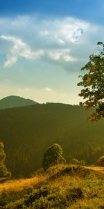 Arbres,Routes,Paysage