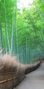 Routes,Paysage,Arbres