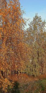 Árboles,Otoño,Paisaje,Carreteras