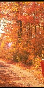 Landscape,Trees,Roads,Autumn