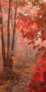 Arbres,Routes,Paysage,Automne