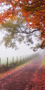 Routes,Arbres,Paysage,Automne