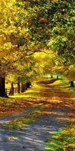 Landscape,Trees,Roads,Autumn