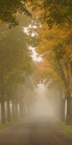 Routes,Arbres,Paysage,Automne