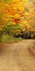 Árboles,Otoño,Paisaje,Carreteras