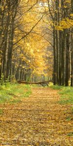 Landscape,Trees,Roads,Autumn