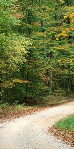 Landscape,Trees,Roads,Autumn