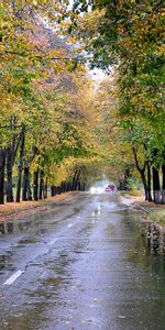 Arbres,Routes,Automne,Paysage