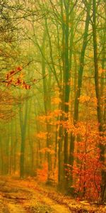 Paisaje,Árboles,Otoño,Carreteras