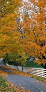 Routes,Arbres,Paysage,Automne