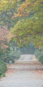 Landscape,Trees,Roads,Autumn